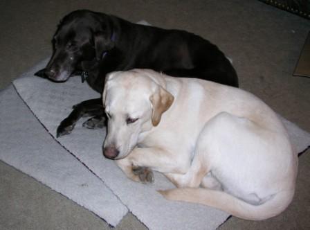 Pups' naptime