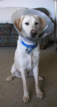 Jake wears a cone until his eye heals