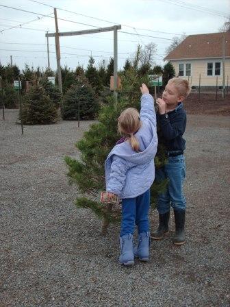 Selecting a lot tree this year