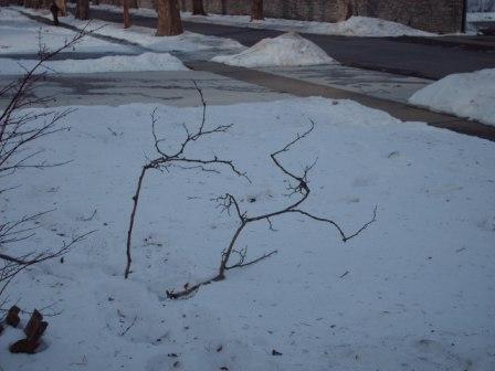 Just a branch from the winds...NOT ANTLERS!