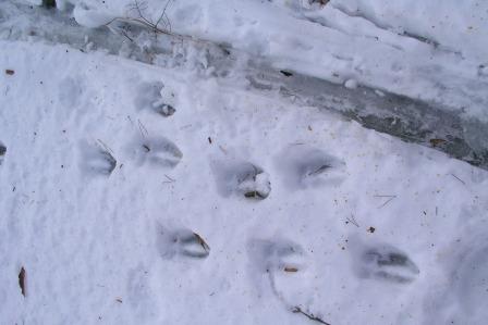 Reindeer tracks too!