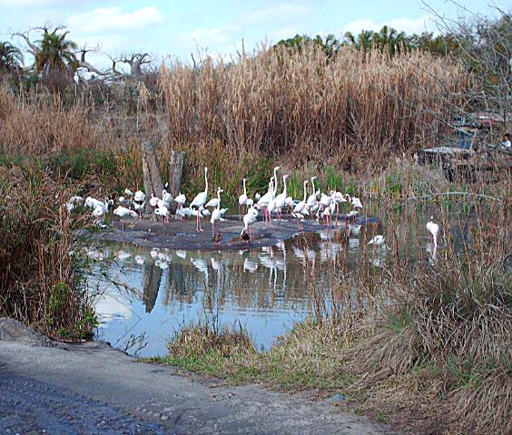 Birds...lots of them