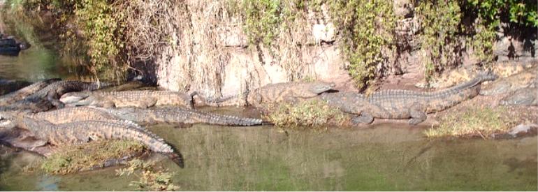 Gaters or Crocs?