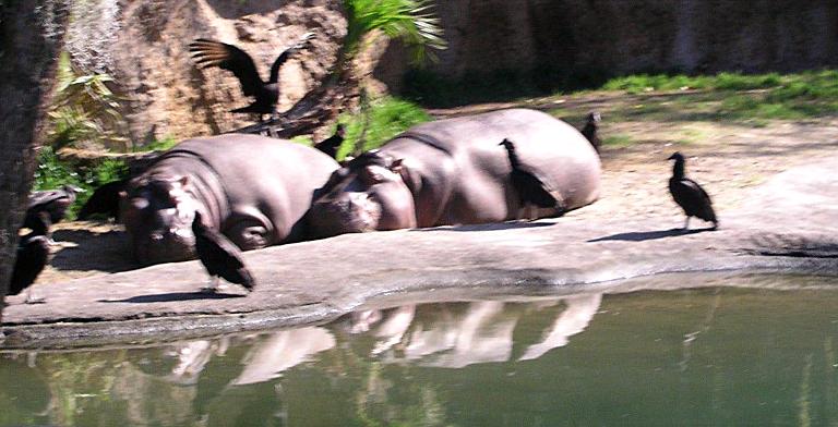 Hippos