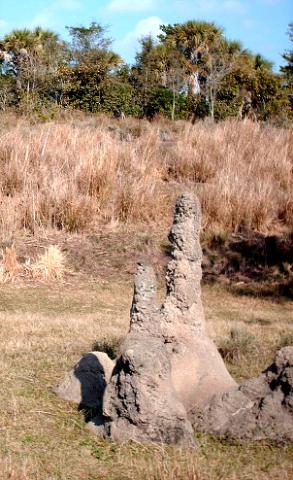 Termite hill