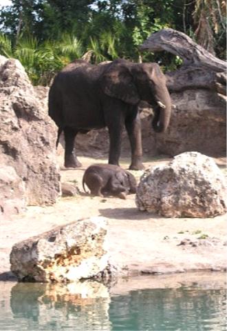 Elephant and baby...more elephants