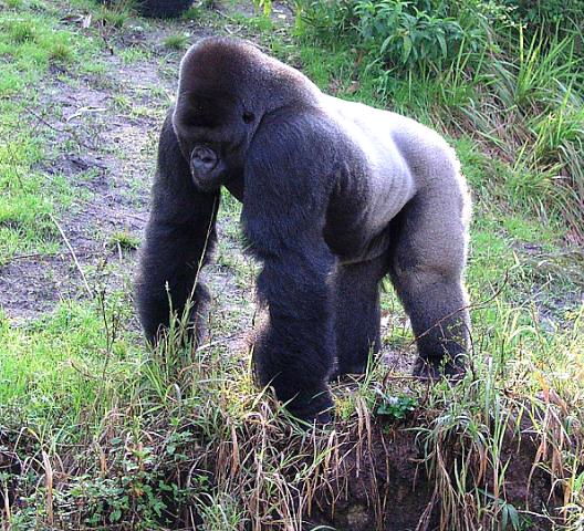 Gorilla