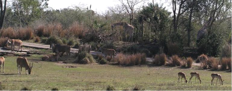 see the giraffe?