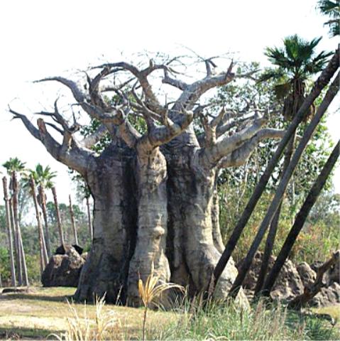 Boab tree