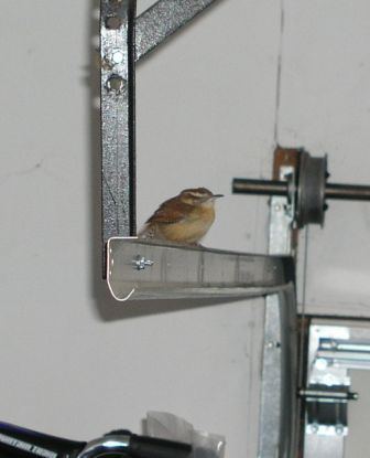 A stow-away keeps warm in our garage