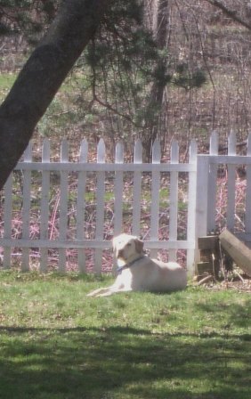 Jake enjoying the spring sunshine