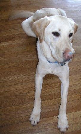 Jake with a blue nose