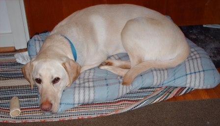 Jake is resting on his new bed.
