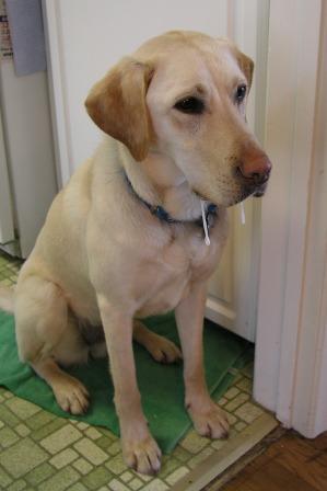 Jake waits patiently for something to drop from the table