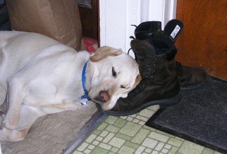 Jake taking a nap
