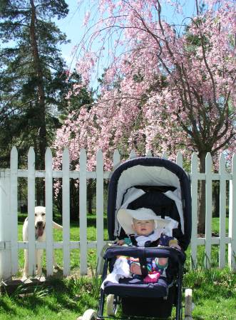 Our cherry blossom tree