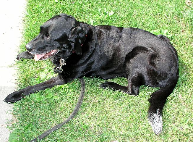 Henry was buried with his tail still white from helping with the fence painting.