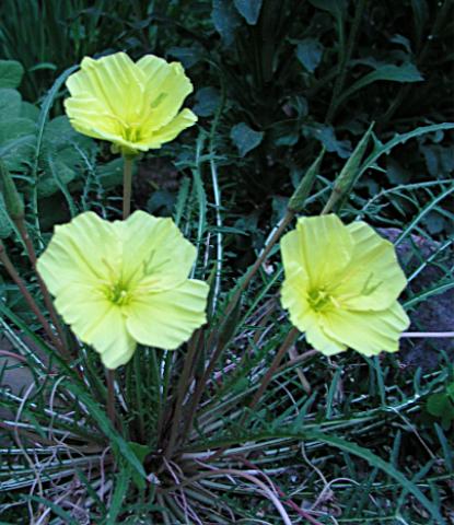 Moonflowers