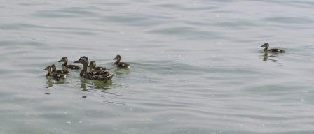Ducks on the lake