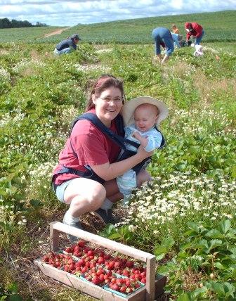 Strawberry picking
