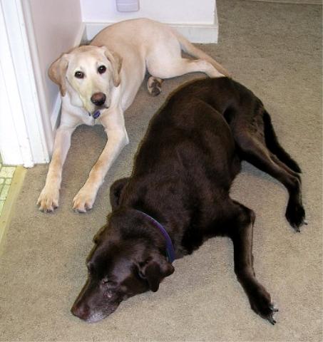 Dog days of summer...enjoying the AC
