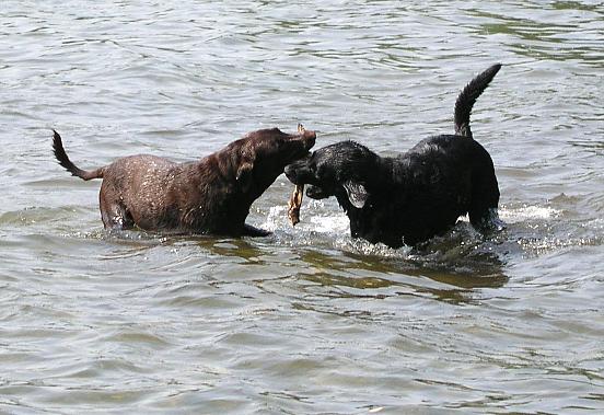 Morgan and Henry share a stick in Lake Eaton