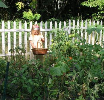 Bethan picks some tomatoes from the garden