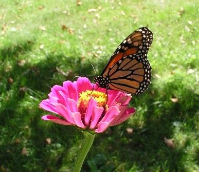 The butterfly who captured Jeffery & Bethan's attention while Laura cleaned the van
