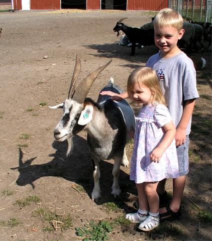 A goat who wanted attention