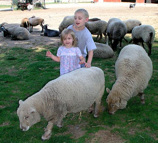 Sheep at Lollipop Farm