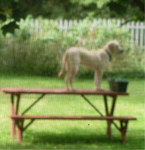 Jake's new lookout spot
