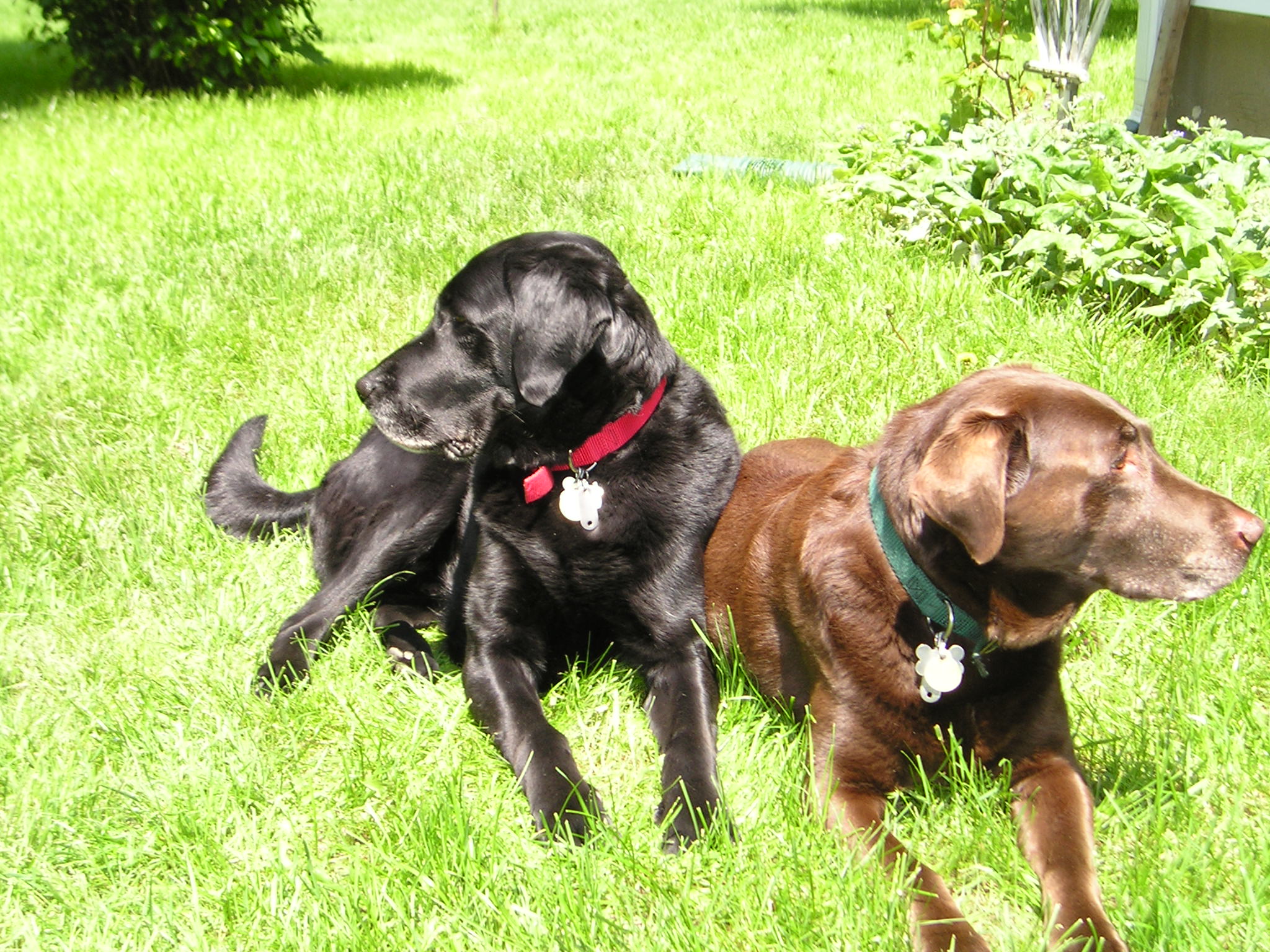 Henry and Morgan in the backyard