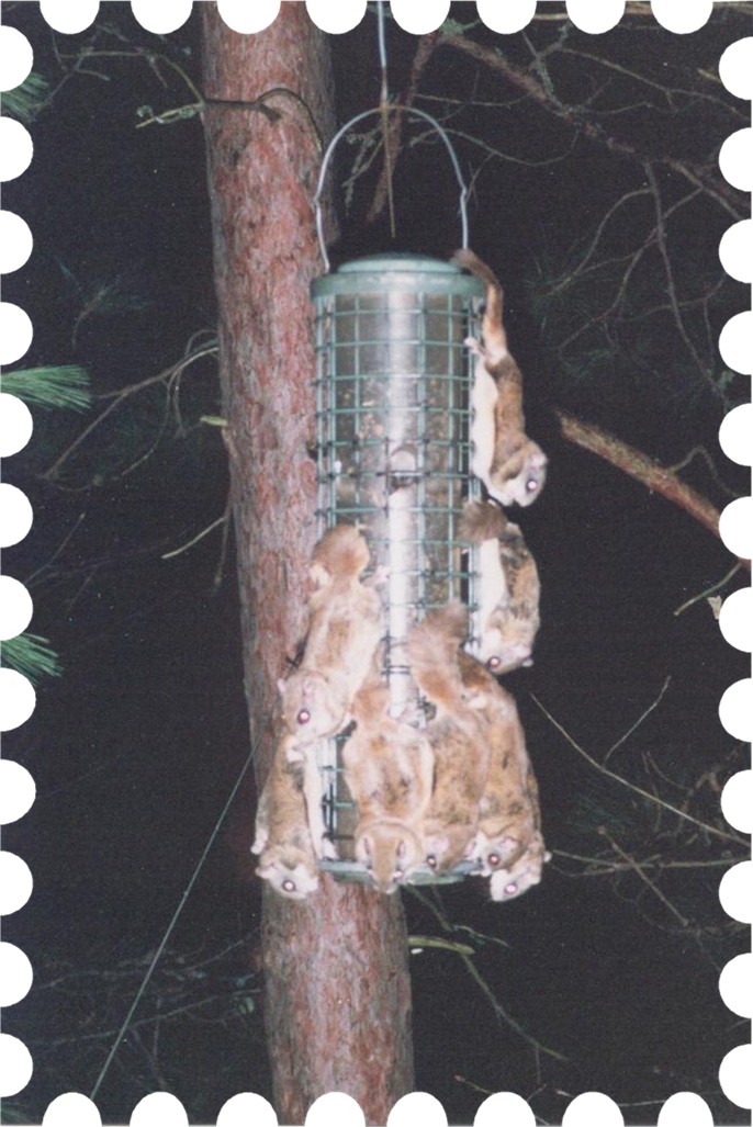 8 fying squirrels find a tasty treat.