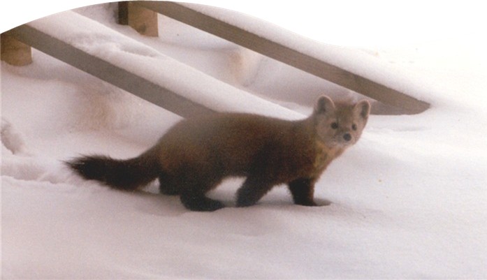 Curious pine martin.