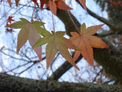 Maple leaves in Arashiyama
