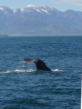 A giant sperm whale diving in Kaikoura