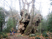 Castanyer gros dels Roters, encara que em vist avui arbres m�s espectaculars, aquest �s especial doncs dues vegades m�s l'haviem buscat i no habia manera de localitzar-lo