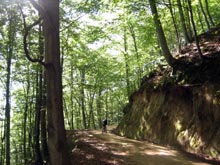 Pista d'Arb�cies a Coll de T�