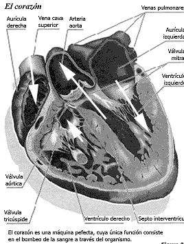 Anatomia del Coraz�n