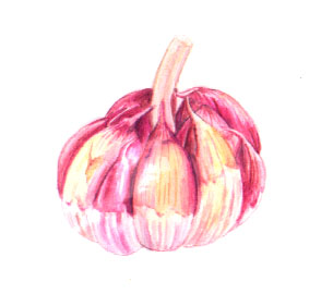 garlic