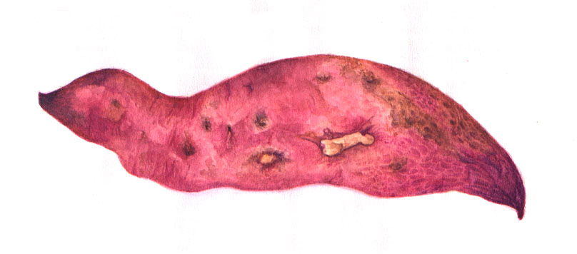 sweet potato
