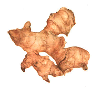 ginger