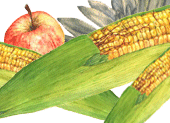 Botanical Illustration