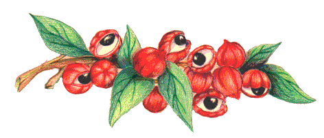 Guaran&aacute;