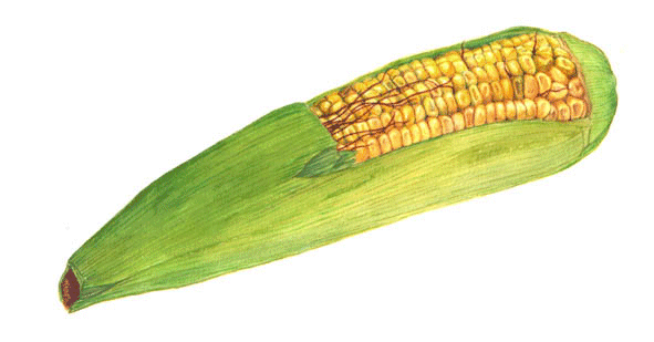 corn