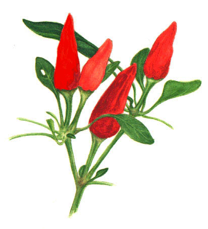 pepper