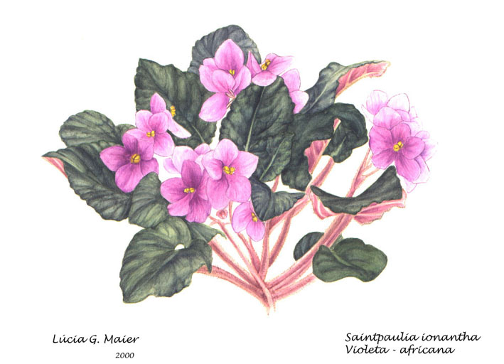 Violet