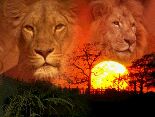 Lions