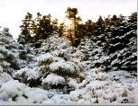 Nevado