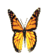 Mariposa